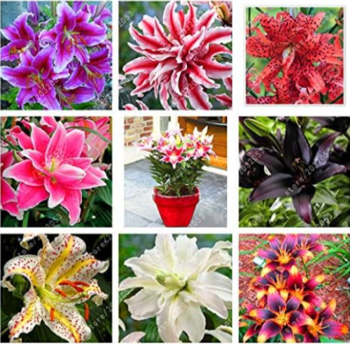 Perfume Lily Seeds Lilium for Home Garden (Color: Mix)