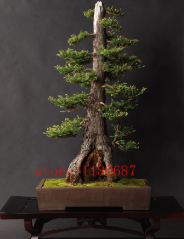 Sequoia Coast Redwood Seeds Potted for Home & Garden