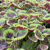Red-Green Round-leaf Amaranth Seeds - Tender Leaves, High Yield, Early Maturing & Bolt Resistant Vegetable
