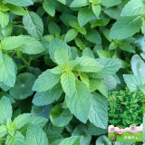Spearmint Seeds - Vigorous Perennial Spearmint Herb, Heat Tolerant