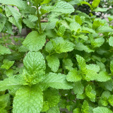 Spearmint Seeds - Vigorous Perennial Spearmint Herb, Heat Tolerant