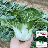 Fresh Sweet Bok Choy Seeds - Uniform Growth, Easy to Grow in Gardens and Containers