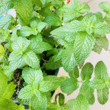 Spearmint Seeds - Vigorous Perennial Spearmint Herb, Heat Tolerant
