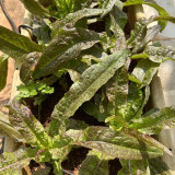 Purple Youmai Cai Seeds - Rich in Anthocyanins, Suitable for Salads and Stir-Fries