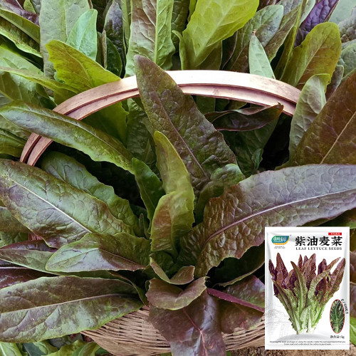 Purple Youmai Cai Seeds - Rich in Anthocyanins, Suitable for Salads and Stir-Fries