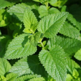 Spearmint Seeds - Vigorous Perennial Spearmint Herb, Heat Tolerant