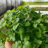 Spearmint Seeds - Vigorous Perennial Spearmint Herb, Heat Tolerant