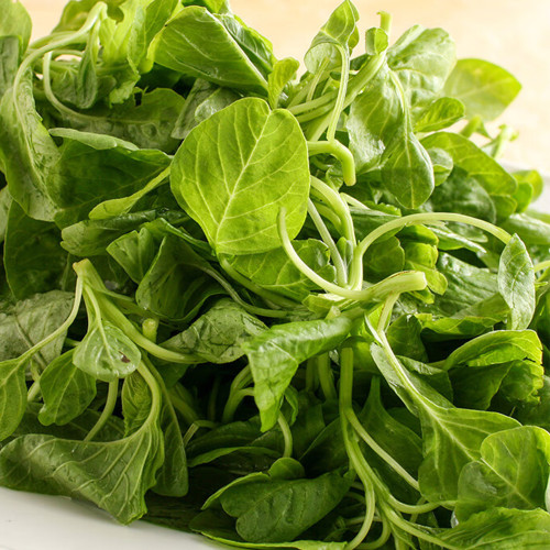 Round-leaf White Amaranth Seeds - Heat Tolerant, Fast Growing, High Yield Vegetable