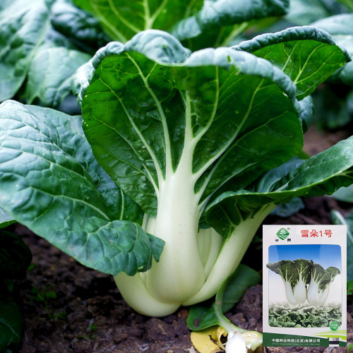 'Snowdrop No. 1' Milk Cabbage Seeds - Tender Leaves, Thick White Stalks, and a Crisp, Sweet Flavor
