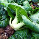 'Snowdrop No. 1' Milk Cabbage Seeds - Tender Leaves, Thick White Stalks, and a Crisp, Sweet Flavor