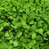 'Alishan' White Amaranth Seeds - Tender Low-Fiber Leaves, High-Yield, Fast-Growing, Heat & Cold Tolerant