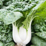 'Snowdrop No. 1' Milk Cabbage Seeds - Tender Leaves, Thick White Stalks, and a Crisp, Sweet Flavor
