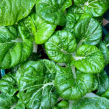 'Snowdrop No. 1' Milk Cabbage Seeds - Tender Leaves, Thick White Stalks, and a Crisp, Sweet Flavor
