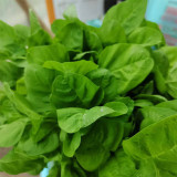 Round-leaf White Amaranth Seeds - Heat Tolerant, Fast Growing, High Yield Vegetable
