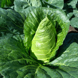 Huachun Oxheart Cabbage Seeds - Early-Maturing, Sweet & Crisp, High-Yield