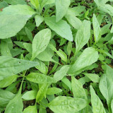 Willow-Leaf Amaranth Seeds - Heat, Drought Tolerant, Crisp & Nutritious Greens