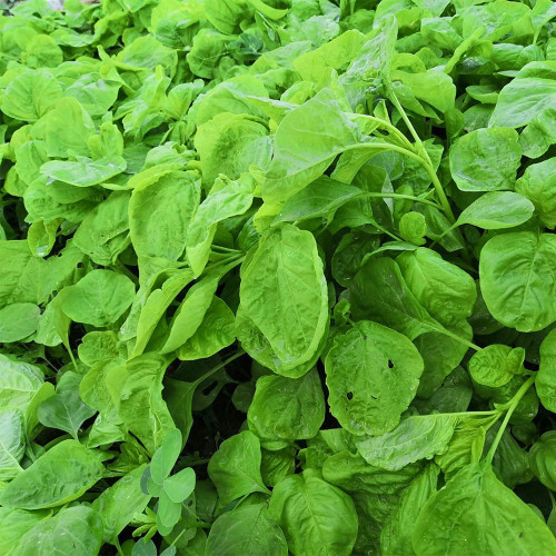 'Alishan' White Amaranth Seeds - Tender Low-Fiber Leaves, High-Yield, Fast-Growing, Heat & Cold Tolerant