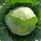 Cuixiaoluo Round Cabbage Seeds - High Yield, Compact Plants, Suitable for Commercial Cultivation