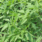 Willow-Leaf Amaranth Seeds - Heat, Drought Tolerant, Crisp & Nutritious Greens