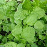 Round-leaf White Amaranth Seeds - Heat Tolerant, Fast Growing, High Yield Vegetable