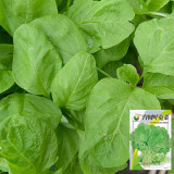 Round-leaf White Amaranth Seeds - Heat Tolerant, Fast Growing, High Yield Vegetable