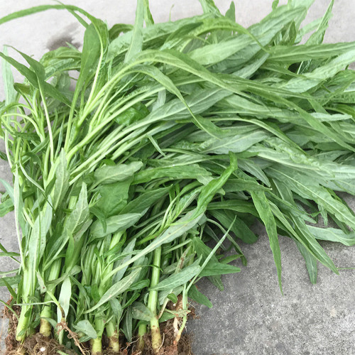 Willow-Leaf Amaranth Seeds - Heat, Drought Tolerant, Crisp & Nutritious Greens