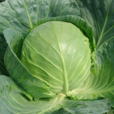 Cuixiaoluo Round Cabbage Seeds - High Yield, Compact Plants, Suitable for Commercial Cultivation