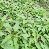 Willow-Leaf Amaranth Seeds - Heat, Drought Tolerant, Crisp & Nutritious Greens