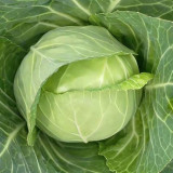 Cuixiaoluo Round Cabbage Seeds - High Yield, Compact Plants, Suitable for Commercial Cultivation
