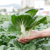 'Snowdrop No. 1' Milk Cabbage Seeds - Tender Leaves, Thick White Stalks, and a Crisp, Sweet Flavor