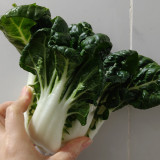 'Snowdrop No. 1' Milk Cabbage Seeds - Tender Leaves, Thick White Stalks, and a Crisp, Sweet Flavor