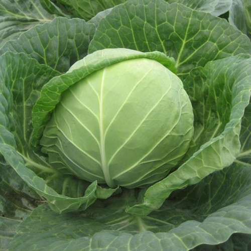 Cuixiaoluo Round Cabbage Seeds - High Yield, Compact Plants, Suitable for Commercial Cultivation