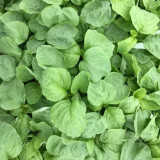 'Alishan' White Amaranth Seeds - Tender Low-Fiber Leaves, High-Yield, Fast-Growing, Heat & Cold Tolerant