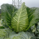 Huachen Oxheart Cabbage Seeds - Mid-Season, Cold-Tolerant with Sweet, Crisp Flavor