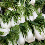 'Snowdrop No. 1' Milk Cabbage Seeds - Tender Leaves, Thick White Stalks, and a Crisp, Sweet Flavor
