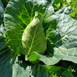 Huachun Oxheart Cabbage Seeds - Early-Maturing, Sweet & Crisp, High-Yield