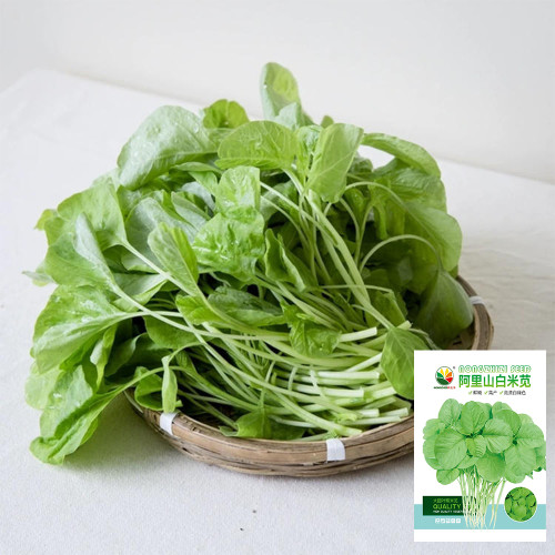 'Alishan' White Amaranth Seeds - Tender Low-Fiber Leaves, High-Yield, Fast-Growing, Heat & Cold Tolerant