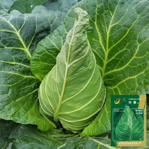 Huachun Oxheart Cabbage Seeds - Early-Maturing, Sweet & Crisp, High-Yield