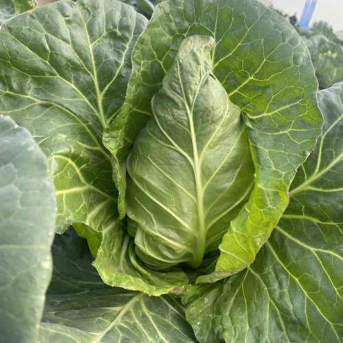 Huachen Oxheart Cabbage Seeds - Mid-Season, Cold-Tolerant with Sweet, Crisp Flavor