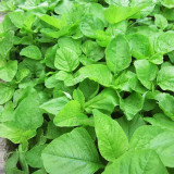 Round-leaf White Amaranth Seeds - Heat Tolerant, Fast Growing, High Yield Vegetable