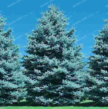 Rare Evergreen Colorado Blue Spruce Seeds