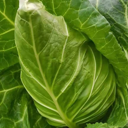 Huachun Oxheart Cabbage Seeds - Early-Maturing, Sweet & Crisp, High-Yield