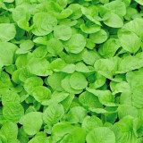'Alishan' White Amaranth Seeds - Tender Low-Fiber Leaves, High-Yield, Fast-Growing, Heat & Cold Tolerant