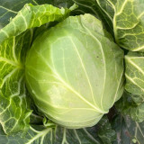Cuixiaoluo Round Cabbage Seeds - High Yield, Compact Plants, Suitable for Commercial Cultivation