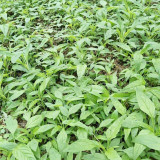Willow-Leaf Amaranth Seeds - Heat, Drought Tolerant, Crisp & Nutritious Greens