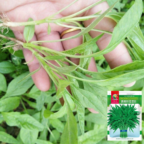 Willow-Leaf Amaranth Seeds - Heat, Drought Tolerant, Crisp & Nutritious Greens