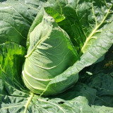 Huachun Oxheart Cabbage Seeds - Early-Maturing, Sweet & Crisp, High-Yield