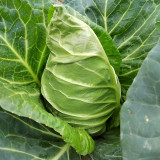 Huachen Oxheart Cabbage Seeds - Mid-Season, Cold-Tolerant with Sweet, Crisp Flavor
