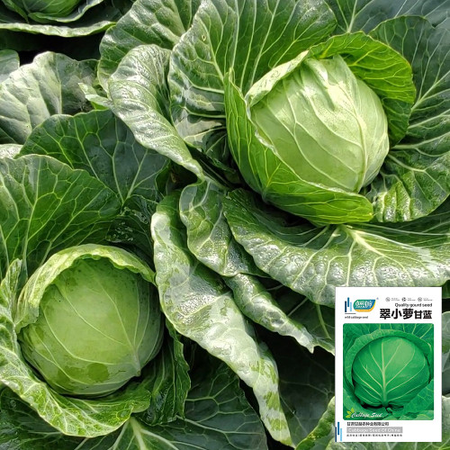 Cuixiaoluo Round Cabbage Seeds - High Yield, Compact Plants, Suitable for Commercial Cultivation