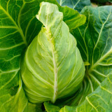 Huachun Oxheart Cabbage Seeds - Early-Maturing, Sweet & Crisp, High-Yield